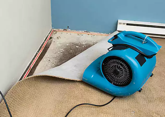 Your Water Damage Experts in Wheat Ridge, CO