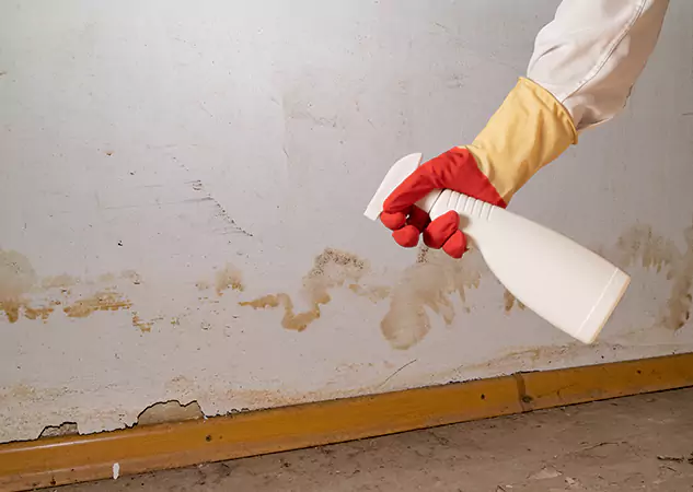 Your Water Restoration and Mold Remediation Specialists in Wheat Ridge, CO