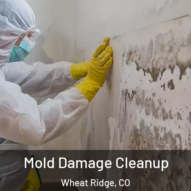 Mold Damage Cleanup Wheat Ridge, CO