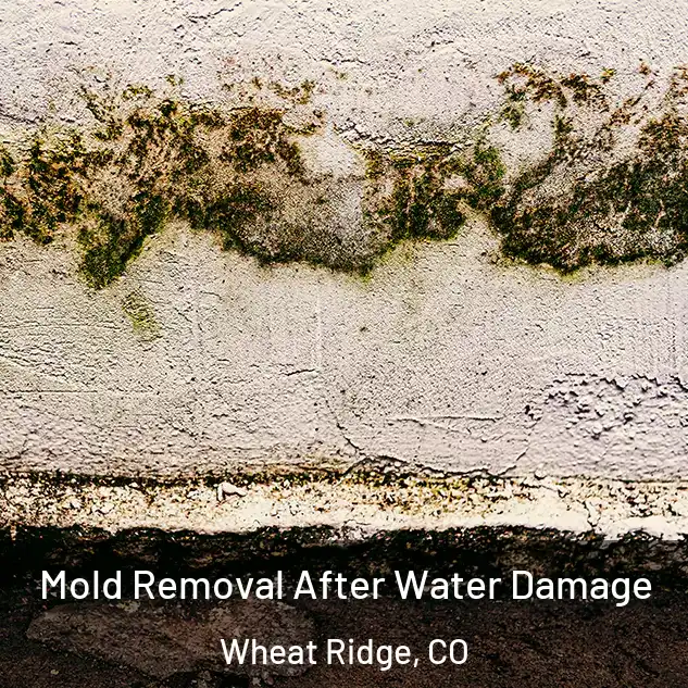  Mold Removal After Water Damage Wheat Ridge, CO